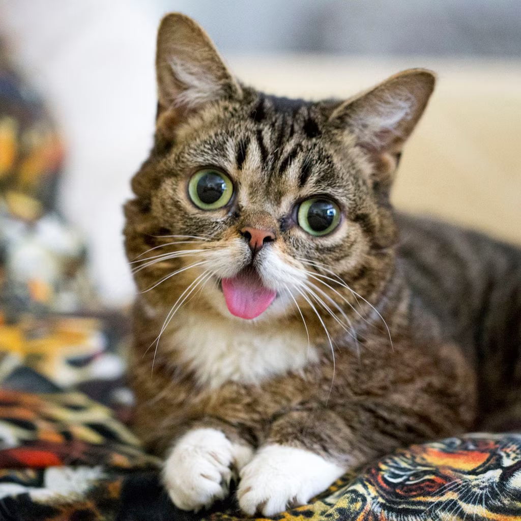 Lil Bub cat with tongue out